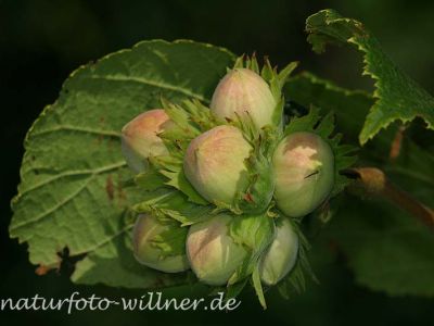 Haselnüsse (Corylus avellana)