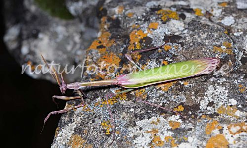 Hauben Fangschrecke Empusa fasciata Foto W. Willner 66