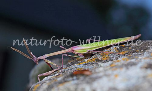 Hauben Fangschrecke Empusa fasciata Foto W. Willner 69