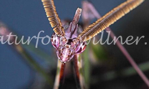 Hauben Fangschrecke Empusa fasciata Foto W. Willner 77