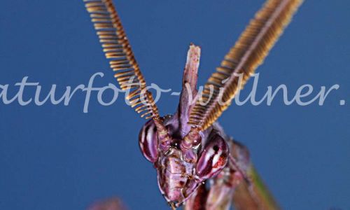 Hauben Fangschrecke Empusa fasciata Foto W. Willner 80