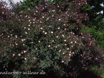 Hecht-Rose (Rosa glauca) Foto W. Willner-5
