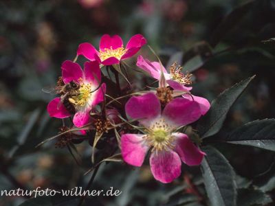Hechtrose (Rosa glauca) Foto W. Willner-2