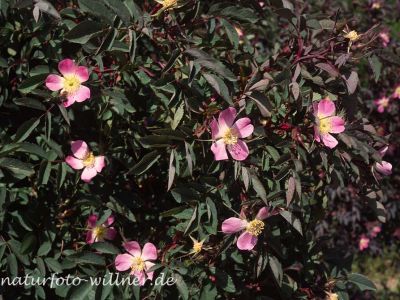 Hechtrose (Rosa glauca) Foto W. Willner-9