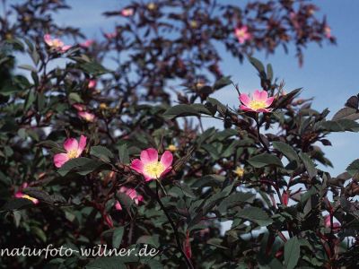 Hechtrose (Rosa glauca) Foto W. Willner