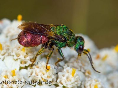 Hedychrum nobile Foto W. Willner DSC_6111