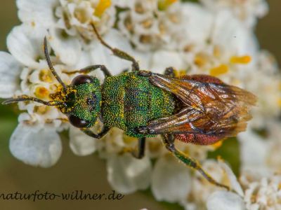 Hedychrum nobile Foto W. Willner DSC_6117