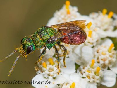 Hedychrum nobile Foto W. Willner DSC_6124