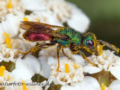 Hedychrum nobile Foto W. Willner DSC_6140