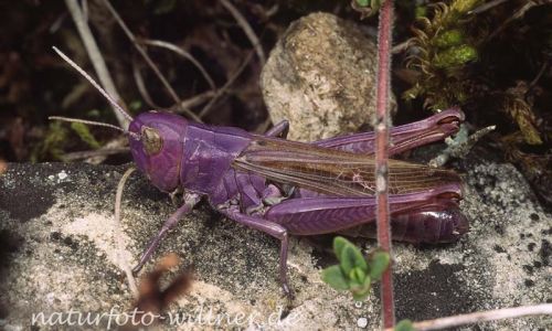 Heidegrashüpfer 1 (Stenobothrus lineatus) Foto W. Willner