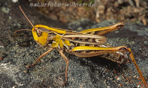 Heidegrashüpfer Farbvariante 8 (Stenobothrus lineatus) Foto W. Willner