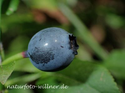 Heidelbeere Foto W. Willner 7240060