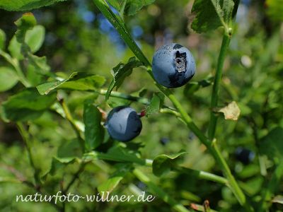 Heidelbeere Foto W. Willner 7240064