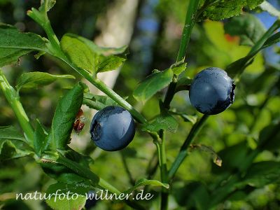 Heidelbeere Foto W. Willner 7240072