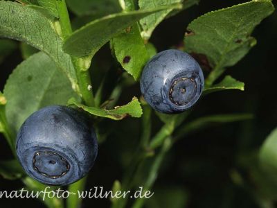 Heidelbeere (Vaccinium myrtillus)