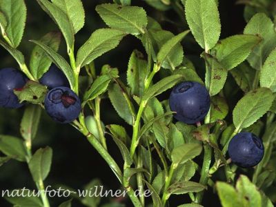 Heidelbeere (Vaccinium myrtillus)