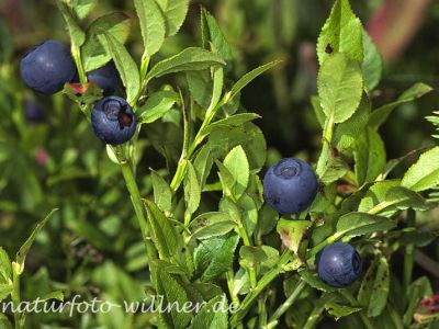 Heidelbeere (Vaccinium myrtillus)