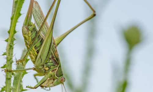 Heideschrecke Gampsocleis glabra Foto W. Willner DSC_5886