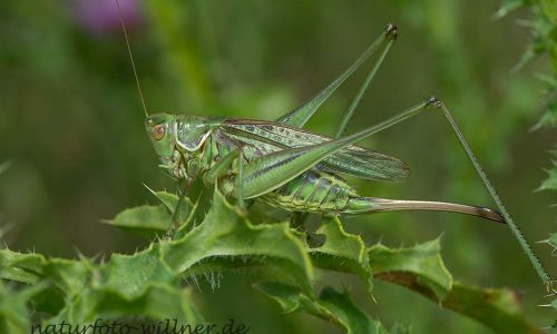 Heideschrecke Gampsocleis glabra Foto W. Willner DSC_5908