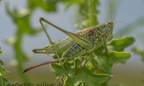 Heideschrecke Gampsocleis glabra Foto W. Willner DSC_5912