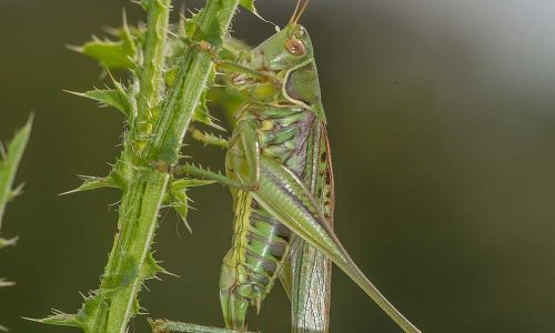 Heideschrecke Gampsocleis glabra Foto W. Willner DSC_5939