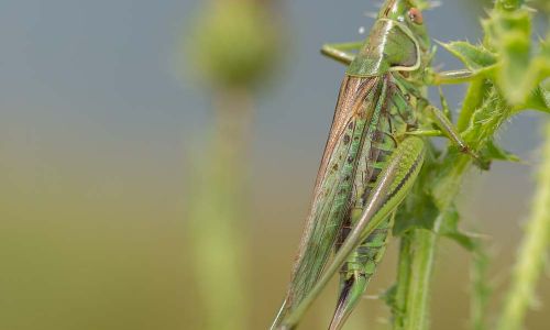 Heideschrecke Gampsocleis glabra Foto W. Willner DSC_5942