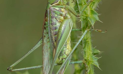 Heideschrecke Gampsocleis glabra Foto W. Willner DSC_5946