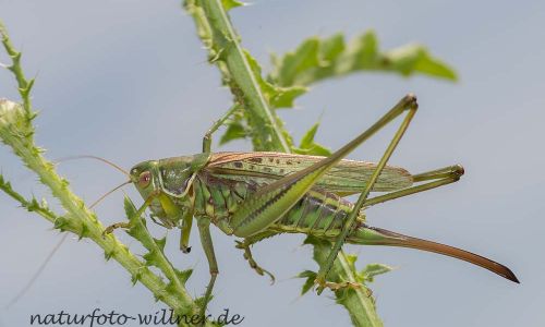 Heideschrecke Gampsocleis glabra Foto W. Willner DSC_5964