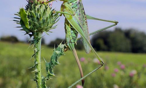 Heideschrecke Gampsocleis glabra Foto W. Willner P8091081
