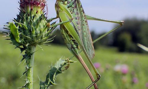 Heideschrecke Gampsocleis glabra Foto W. Willner P8091092