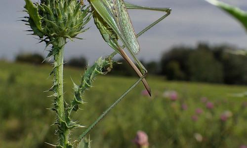 Heideschrecke Gampsocleis glabra Foto W. Willner P8091094