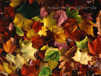Naturfoto Willner Naturfoto Willner