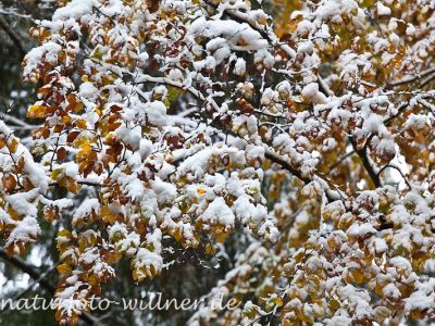 Herbstlaub Buche im Schnee Foto Wolfgang Willner Naturfoto-13-3