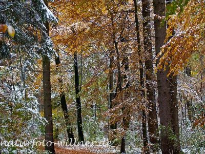Herbstlaub Buche im Schnee Foto Wolfgang Willner Naturfoto-18-3