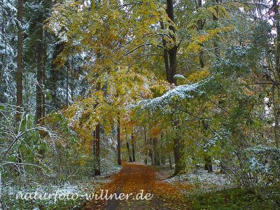 Herbstlaub Buche im Schnee Foto Wolfgang Willner Naturfoto-2