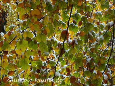 Herbstlaub Buche im Schnee Foto Wolfgang Willner Naturfoto-22