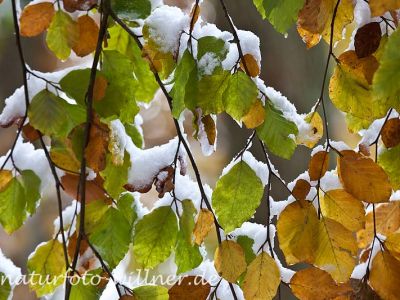 Herbstlaub Buche im Schnee Foto Wolfgang Willner Naturfoto-30-3