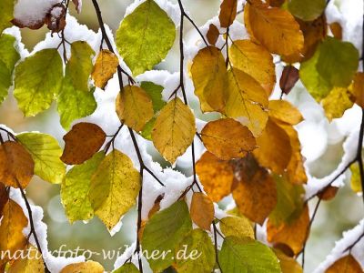 Herbstlaub Buche im Schnee Foto Wolfgang Willner Naturfoto-35-3
