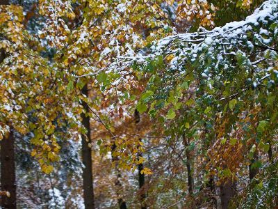 Herbstlaub Buche im Schnee Foto Wolfgang Willner Naturfoto-4-3