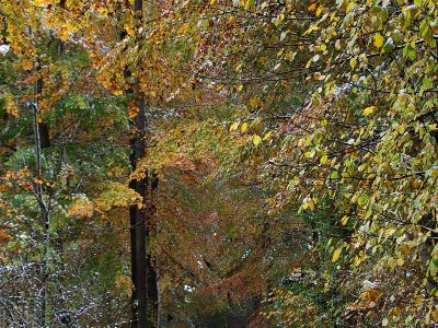 Herbstlaub Buche im Schnee Foto Wolfgang Willner Naturfoto-43-3