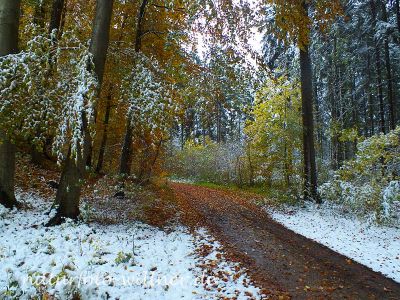 Herbstlaub Buche im Schnee Foto Wolfgang Willner Naturfoto-54