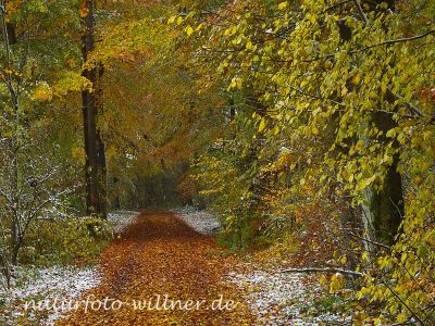 Herbstlaub Buche im Schnee Foto Wolfgang Willner Naturfoto-58