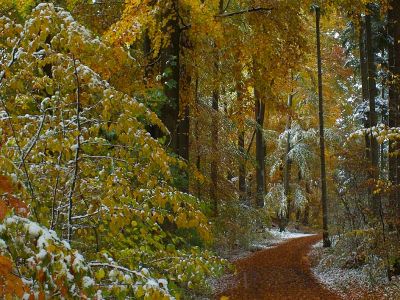 Herbstlaub Buche im Schnee Foto Wolfgang Willner Naturfoto-61
