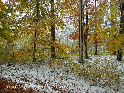 Herbstlaub Buche im Schnee Foto Wolfgang Willner Naturfoto-63
