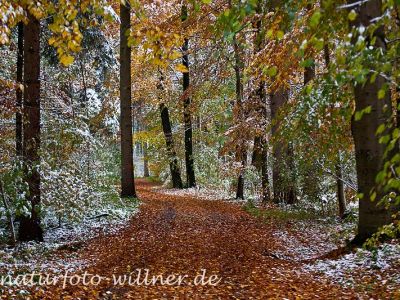 Herbstlaub Buche im Schnee Foto Wolfgang Willner Naturfoto-74