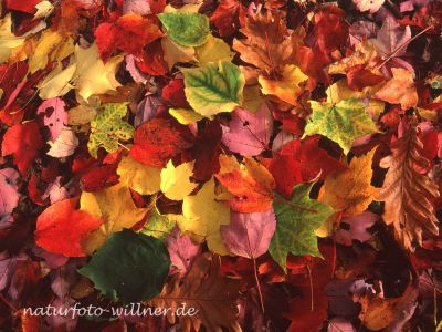 Herbstlaub Foto W. Willner 142