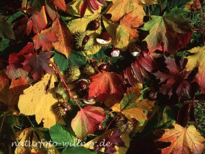 Herbstlaub Foto W. Willner 199