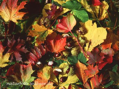 Herbstlaub Foto W. Willner 208