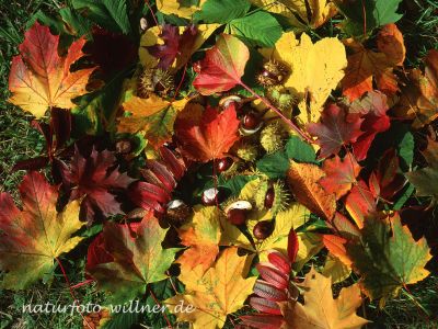 Herbstlaub Foto W. Willner 913