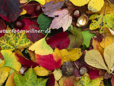 Naturfoto Willner Naturfoto Willner